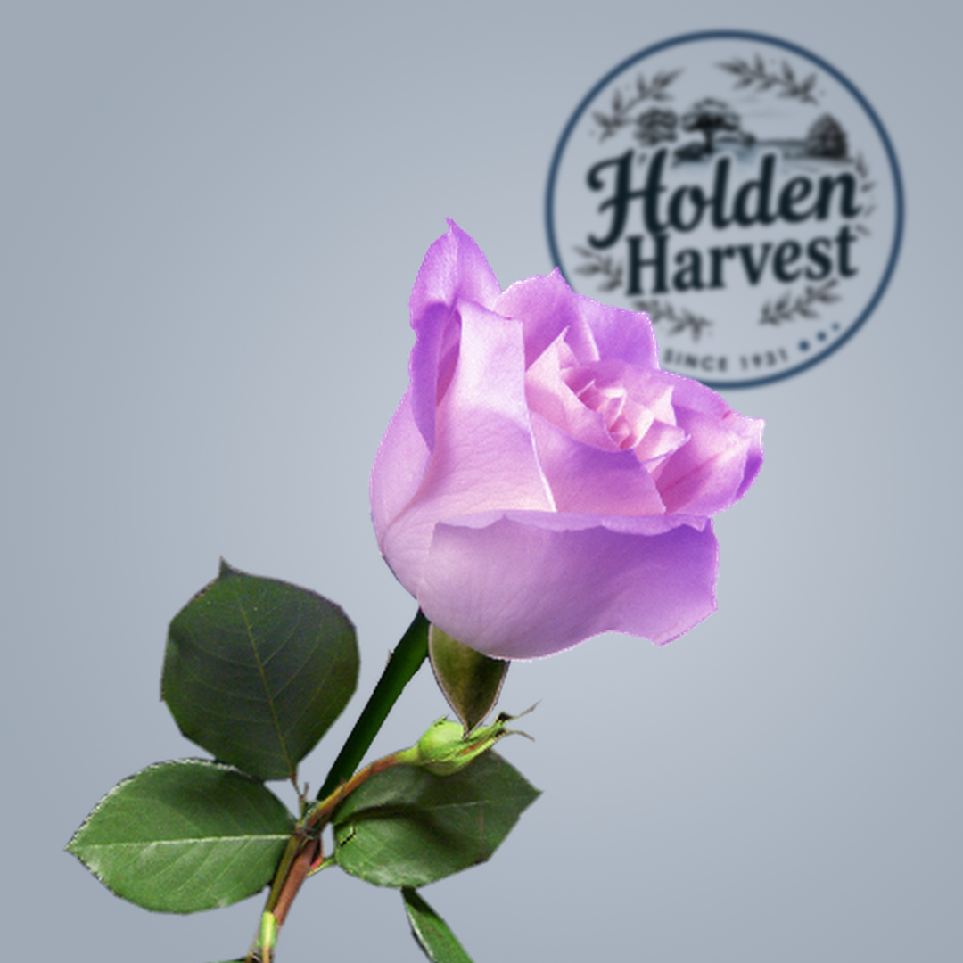 rose - purple